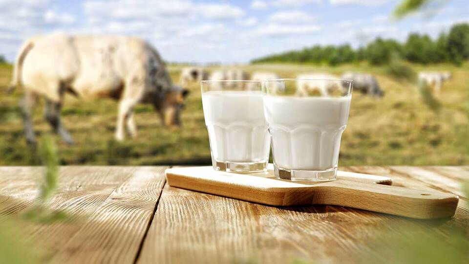 Yerli süt üreticisi gözünü Çin'e dikti