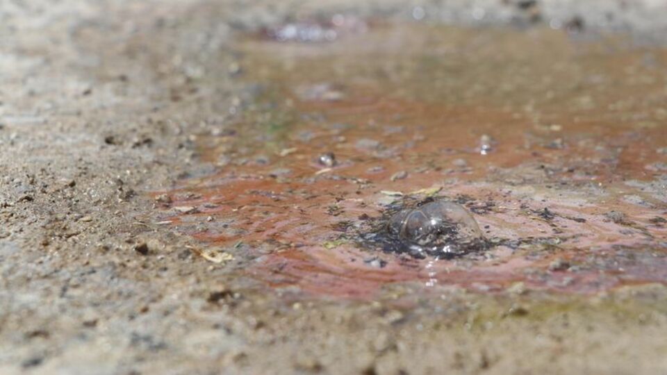 Şaşkınlık yaratan görüntü... 70 derece olarak ölçüldü!