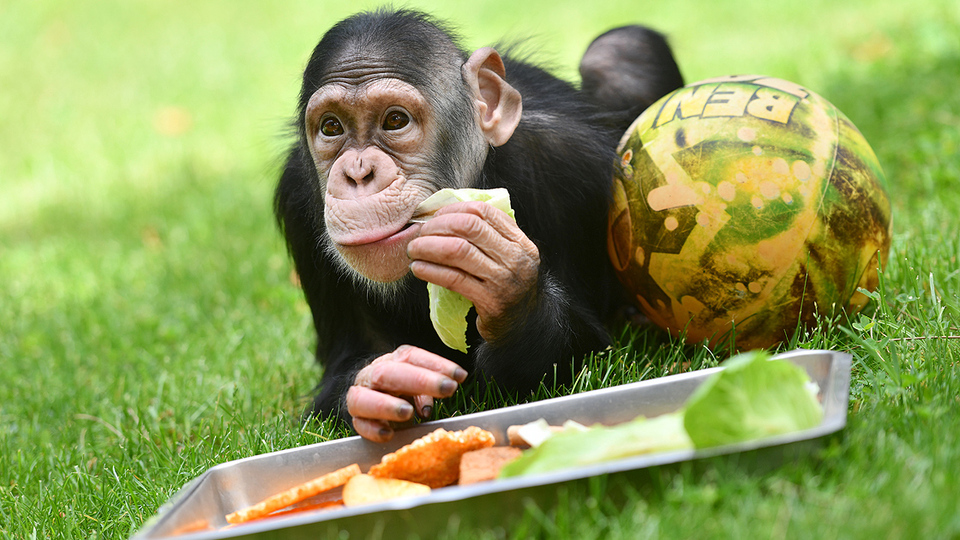 Doğduktan sonra terk edilmişti... Yuvasından çıktı
