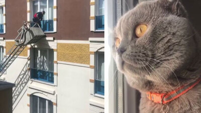Dikkatle izledi... Miyavlayarak kurtardı