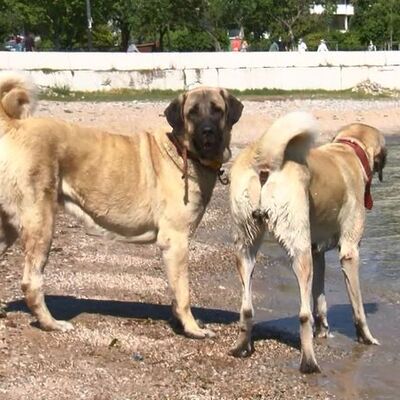 Özel izinle sahil keyfi yaptılar