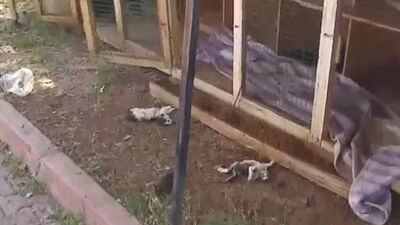 Dehşete düşüren görüntü!