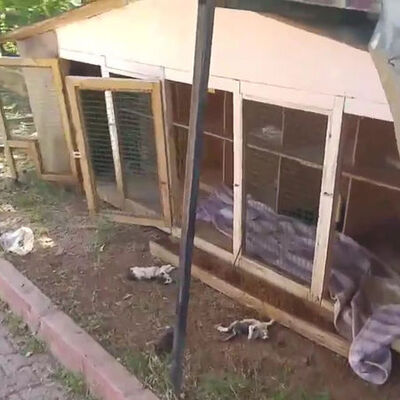 Dehşete düşüren görüntü!