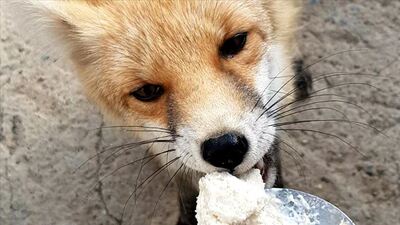 Aç kalan kalınca mahalleye indiler