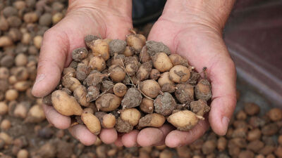 Kilosu bin liradan satılıyor! Koparmanın cezası...