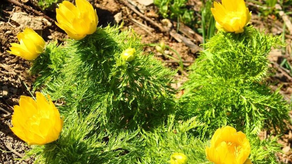150 yıl sonra yeniden tespit edildi