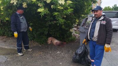 Sokak köpeğini silahla vurdu!