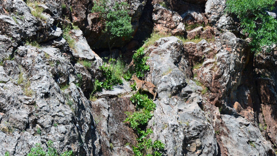 Yer: Tunceli... Beslendikten sonra gözden kayboldular
