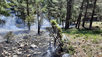 Ormanlara 902 noktadan yakın takip