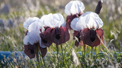 Türkiye'nin çatısı'nda açan güzellik!