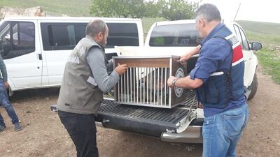 Kurtları öldürüp yavrularını sahiplenenlere ceza yağdı