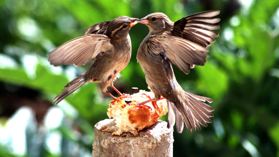 Serçelerin ekmek kavgası kameralara böyle yansıdı