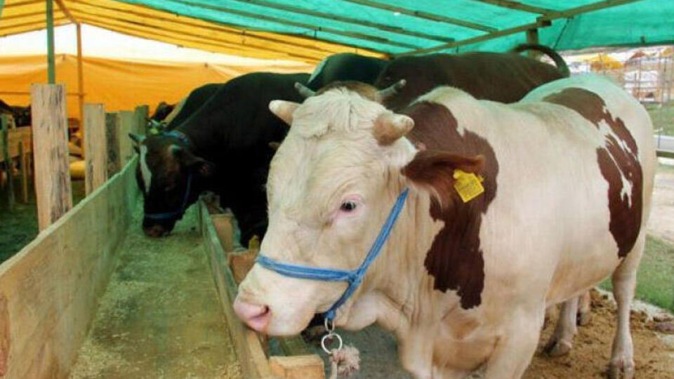 Kurban Bayramı ne zaman 2020?