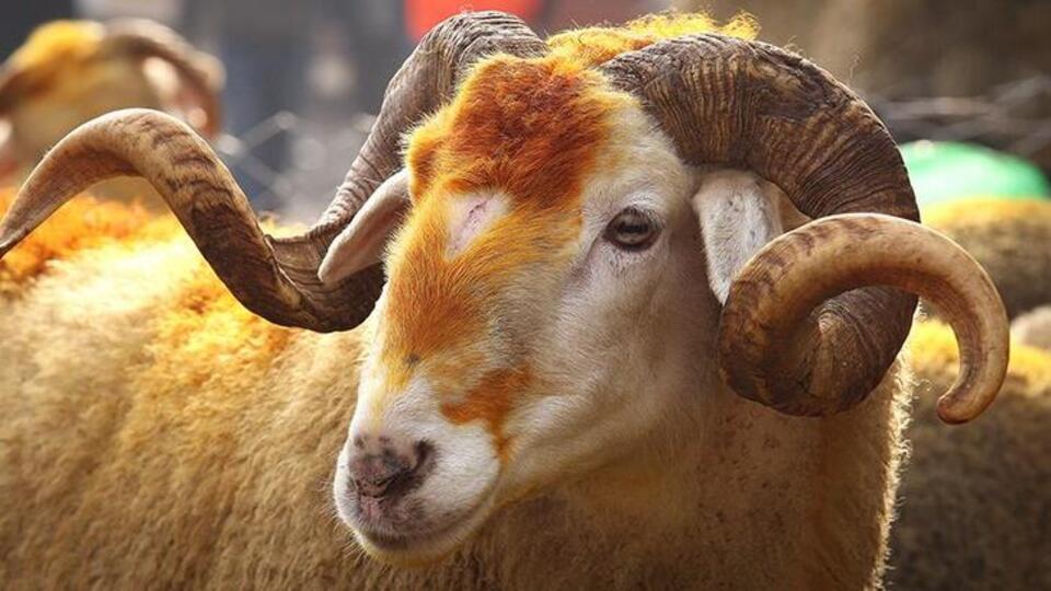 2020 Kurban Bayramı tarihi hangi gün