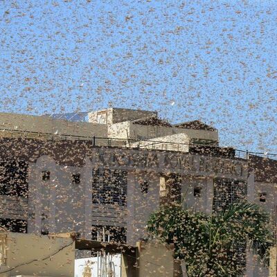 Rusya'da çöl çekirgesi korkusu!