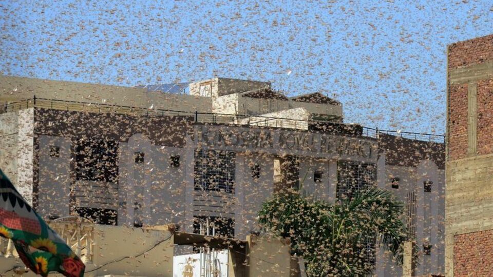 Rusya'da çöl çekirgesi korkusu!