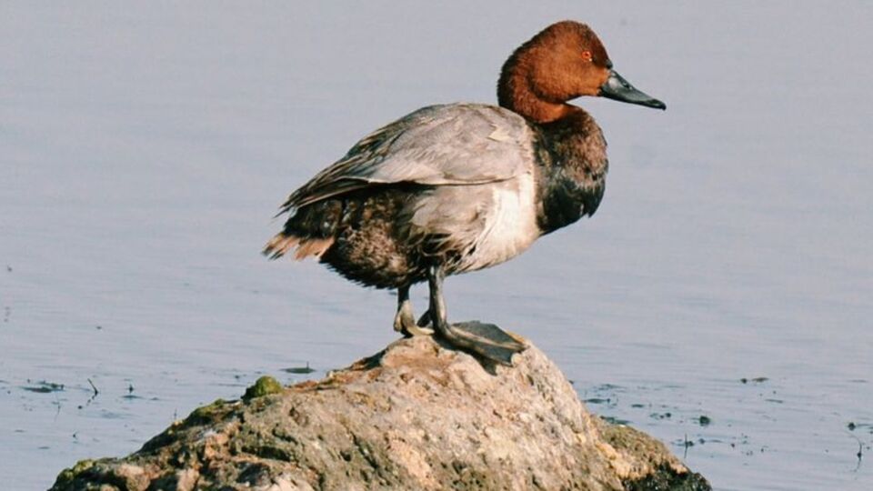Kuyucuk Gölü kuşlarla şenlendi
