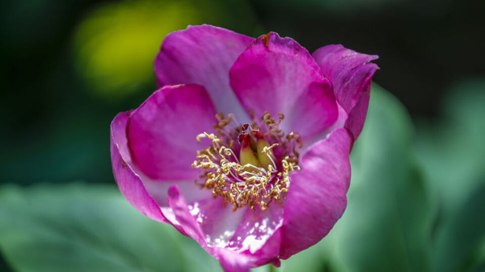 Bu çiçeği koparana 73 bin lira ceza