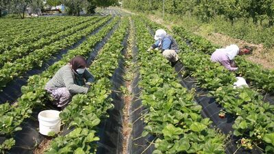 Üretici tarlada fazla mesai yaptı