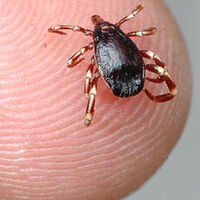 Havalar ısındı sessiz katile dikkat!