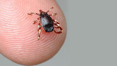 Havalar ısındı sessiz katile dikkat!