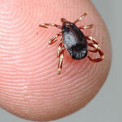 Havalar ısındı sessiz katile dikkat!