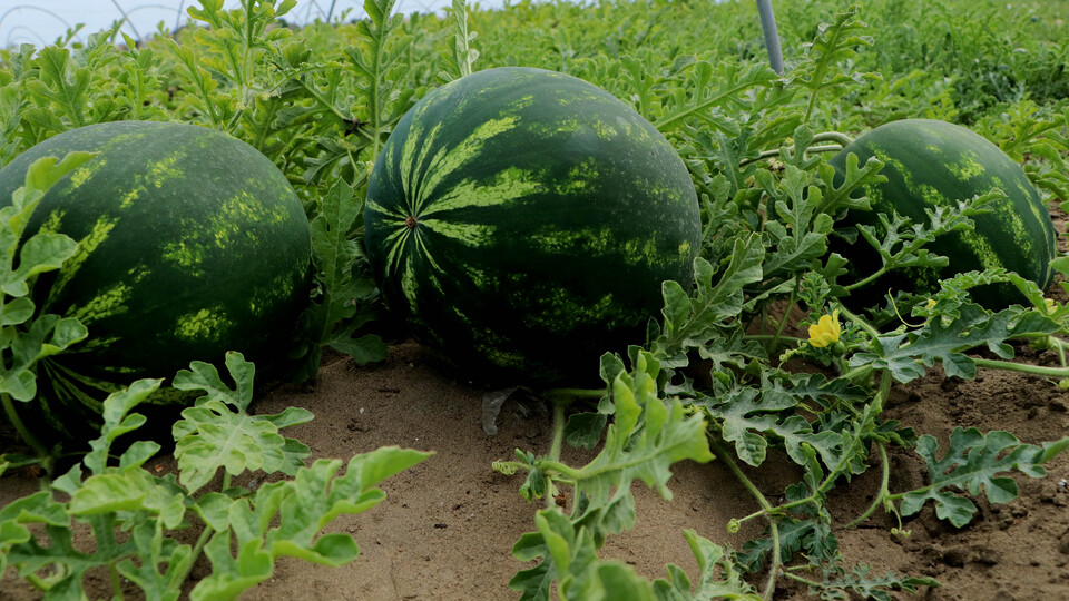 800 bin ton rekolte bekleniyor