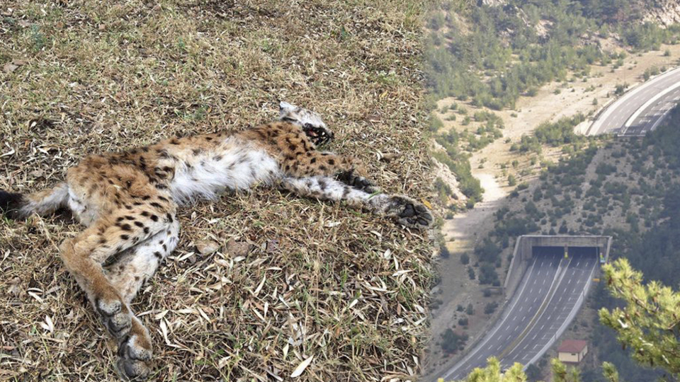 Vaşak ölü bulundu, köprü uyarısı geldi