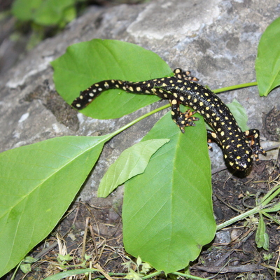 O ilimizde görüldü! Nesli tükeniyor