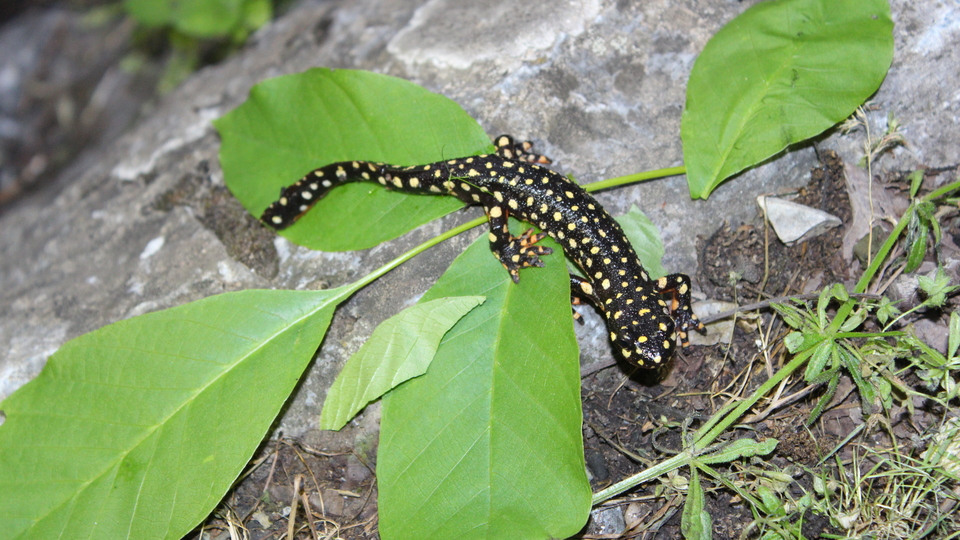 O ilimizde görüldü! Nesli tükeniyor