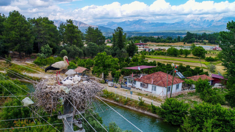 Antalya'nın leylek köyü!