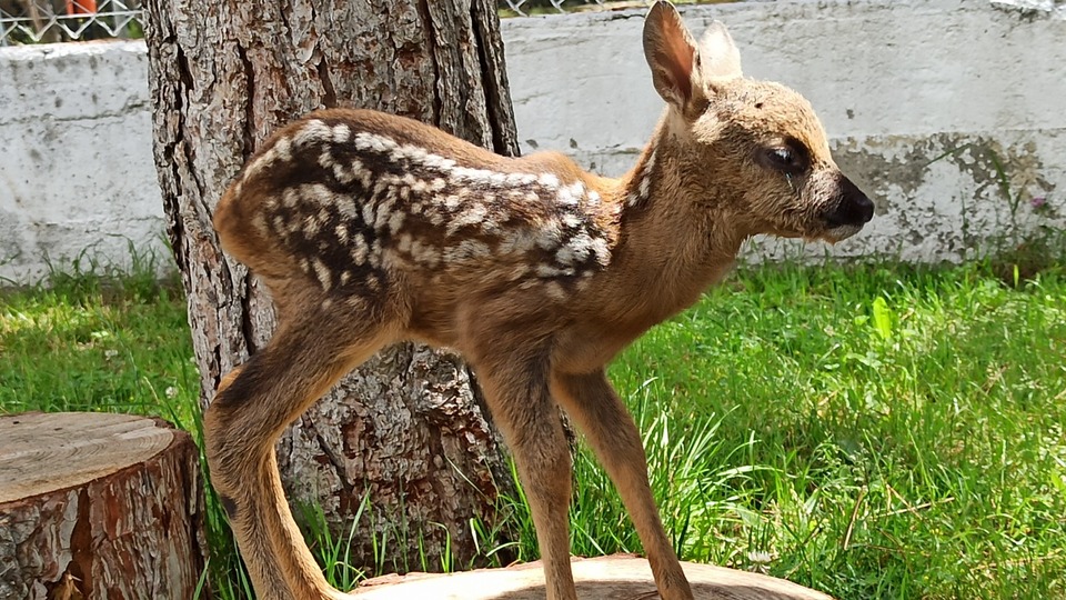 Arazide bulunmuştu... Daha 20 günlük!