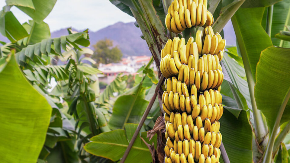 Muzun insan sağlığına faydaları
