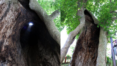 Zamana meydan okuyor! Gövde kalınlığı bile...