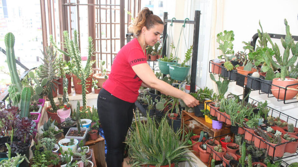 Evinin balkonunu kaktüs bahçesine çevirdi