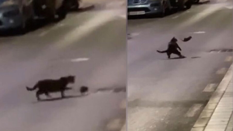 Tom ve Jerry çizgi filmi gerçek oldu