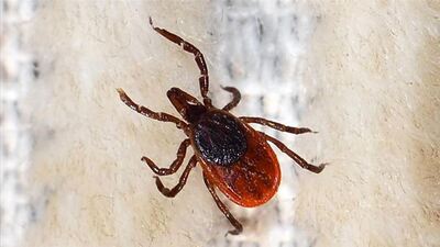 Bu yıl erken görülen KKKA vakalarına karşı uzmanından uyarı