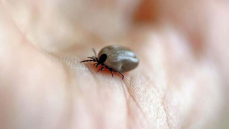 Kenenin ısırdığı çiftçi öldü