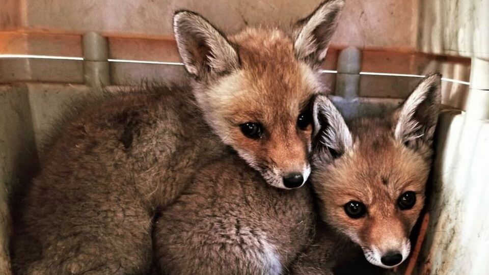 Anneleri ölen tilkiler koruma altına alındı
