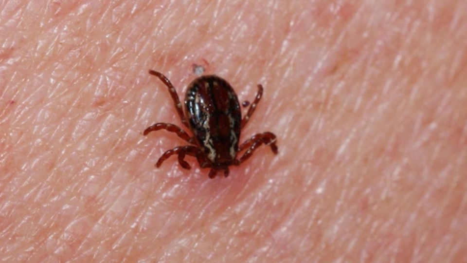 Kırım Kongo Kanamalı Ateşi (KKKA) nedir?