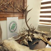 Boz ayı kafası da var! Post avcısına rekor ceza!