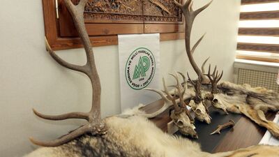 Boz ayı kafası da var! Post avcısına rekor ceza!