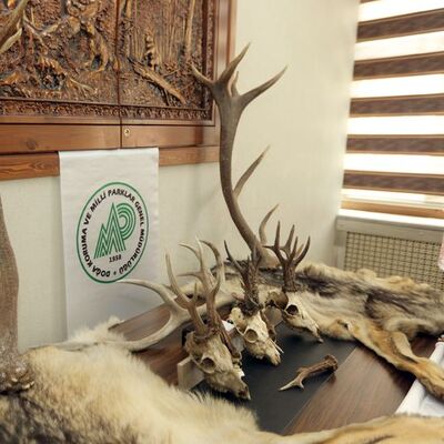 Boz ayı kafası da var! Post avcısına rekor ceza!