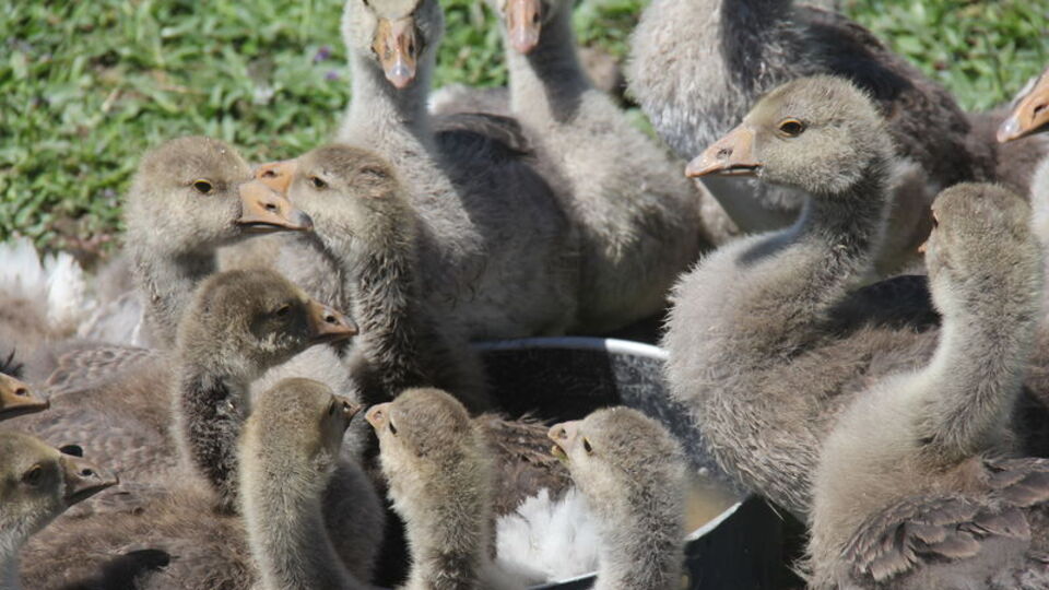 Özenle bakılan 'bilikler' ilk kez merayla buluştu