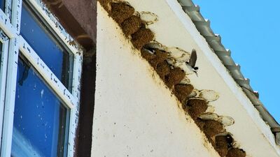 Sıra dışı manzara! Okul duvarında görüldüler