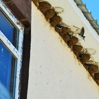 Sıra dışı manzara! Okul duvarında görüldüler