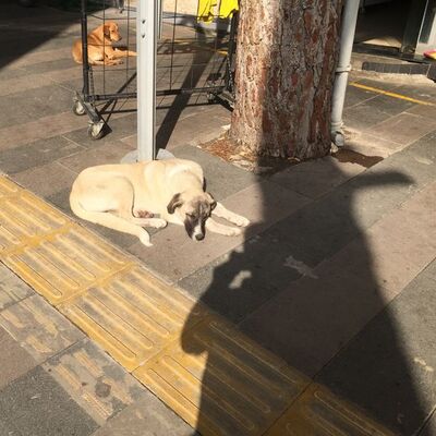 Köpeği döven adama müthiş ceza!