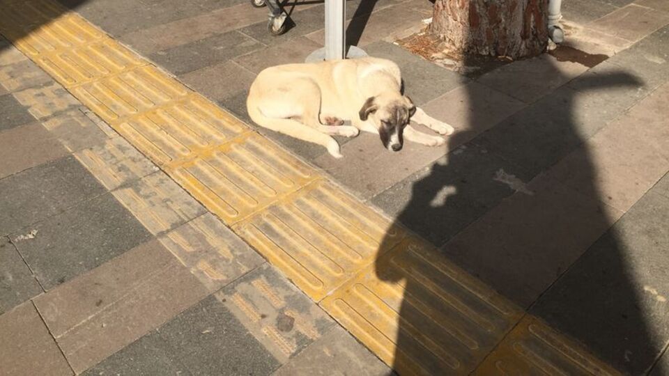 Köpeği döven adama müthiş ceza!