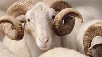 2020 Kurban Bayramı tarihi hangi gün