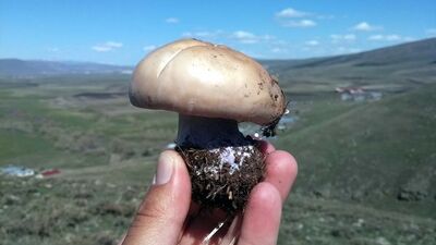 'Bana bir şey olmaz' demeyin Kesinlikle yemeyin...